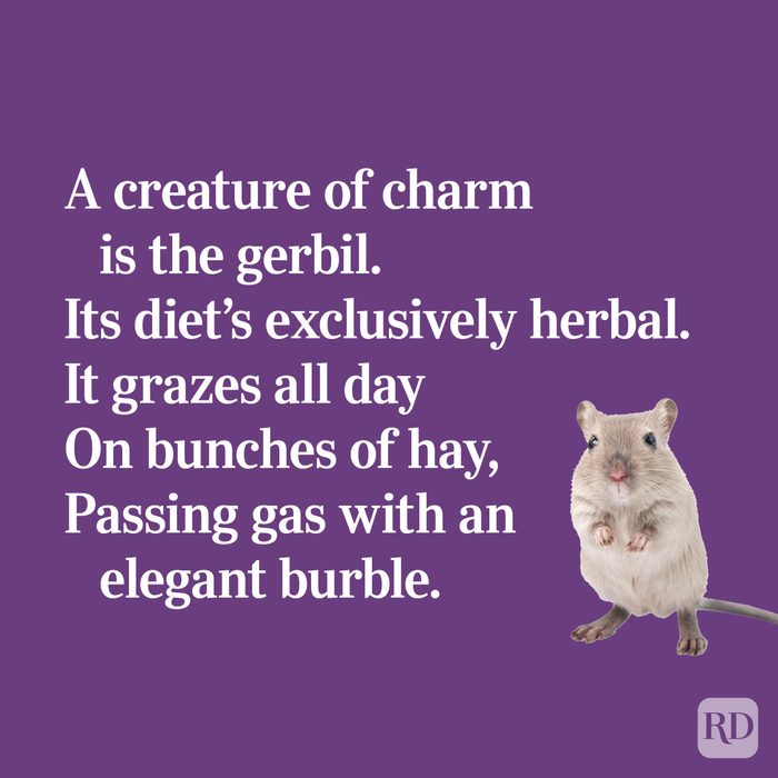 Quirky limerick about gerbils