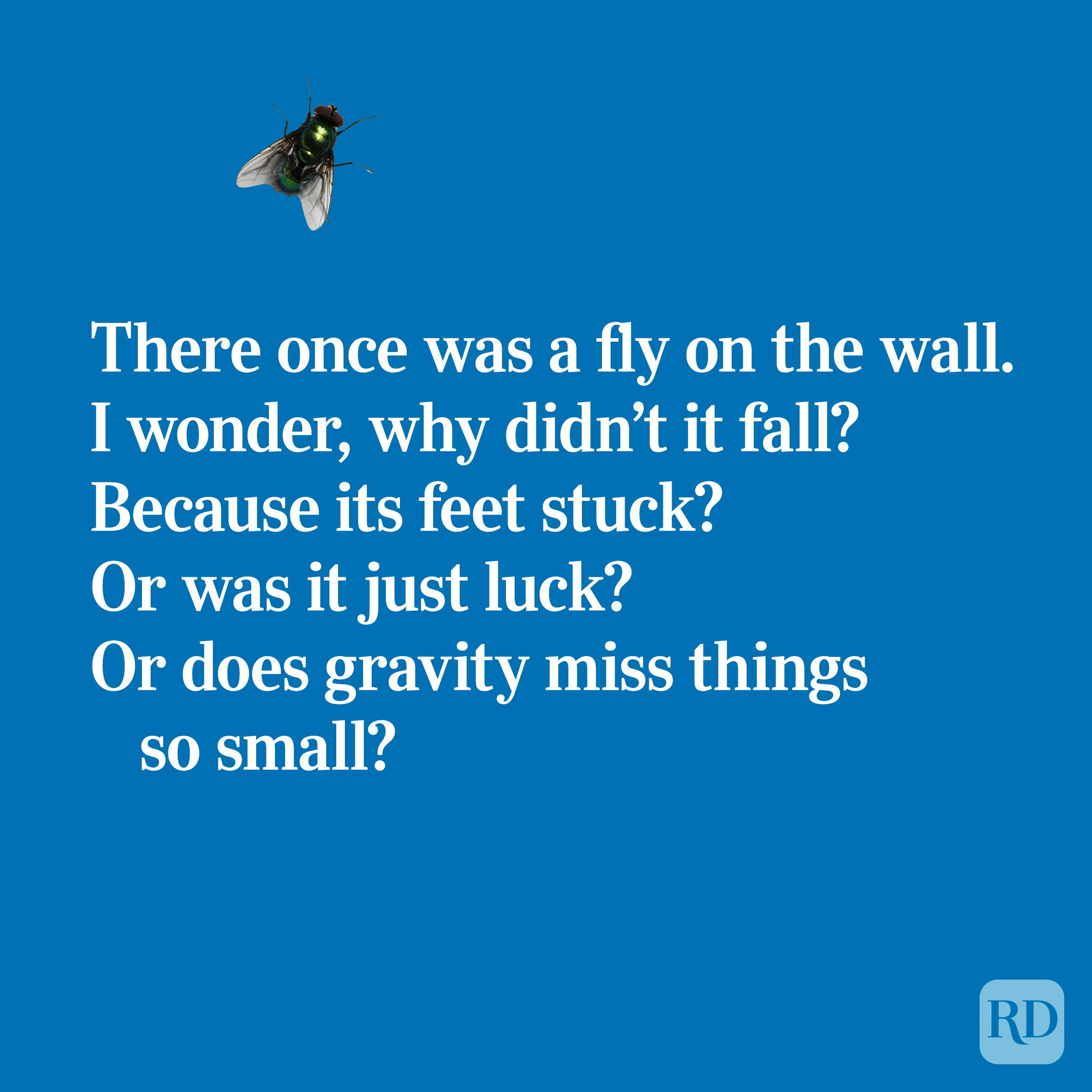 Quirky limerick about a fly