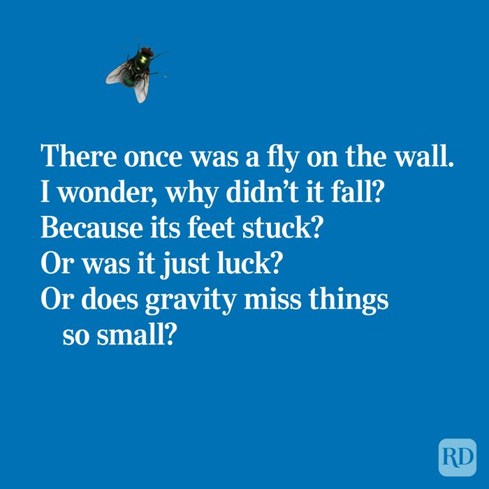 Quirky limerick about a fly
