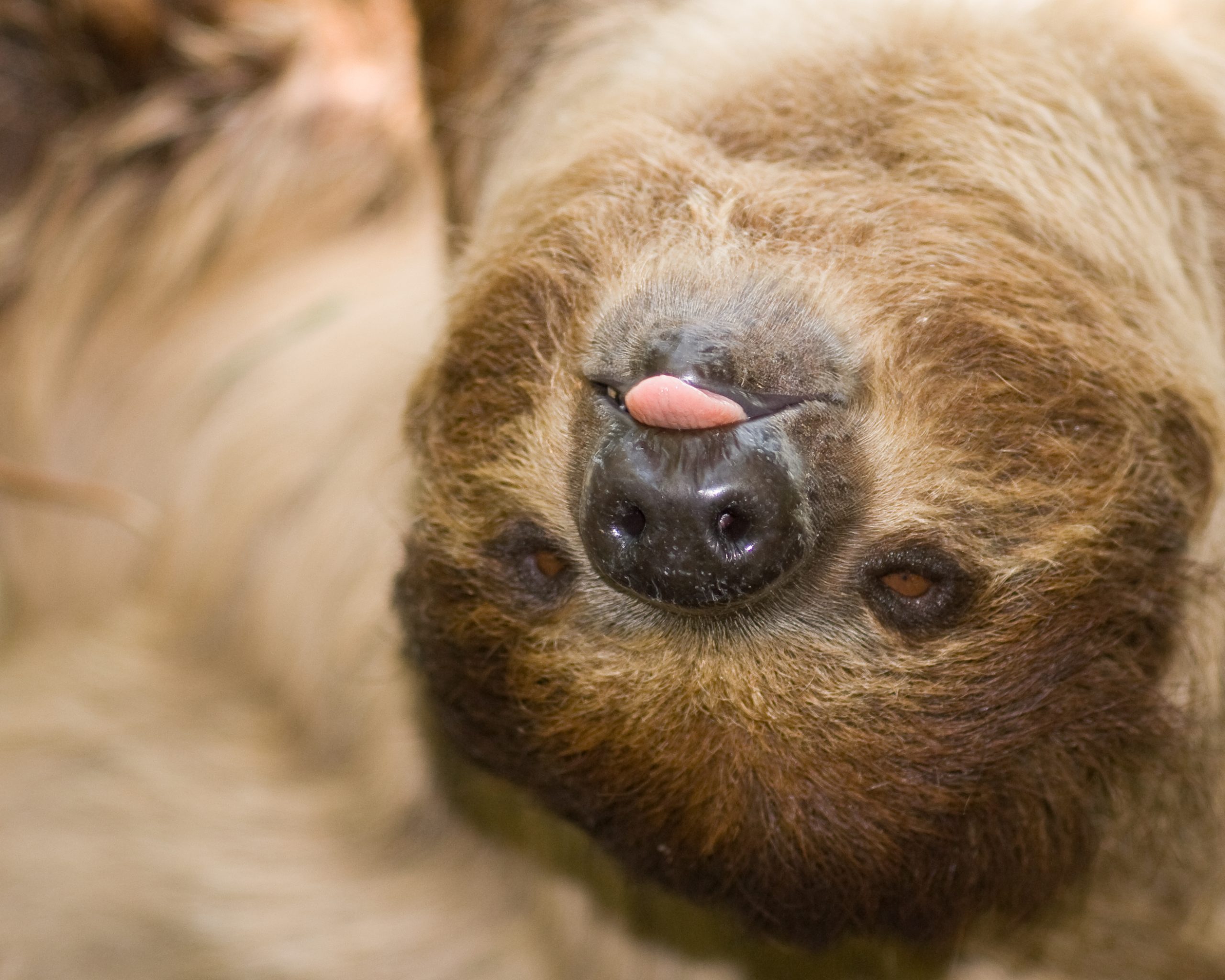 Linnaeus's Two Toed Sloth, Rasping