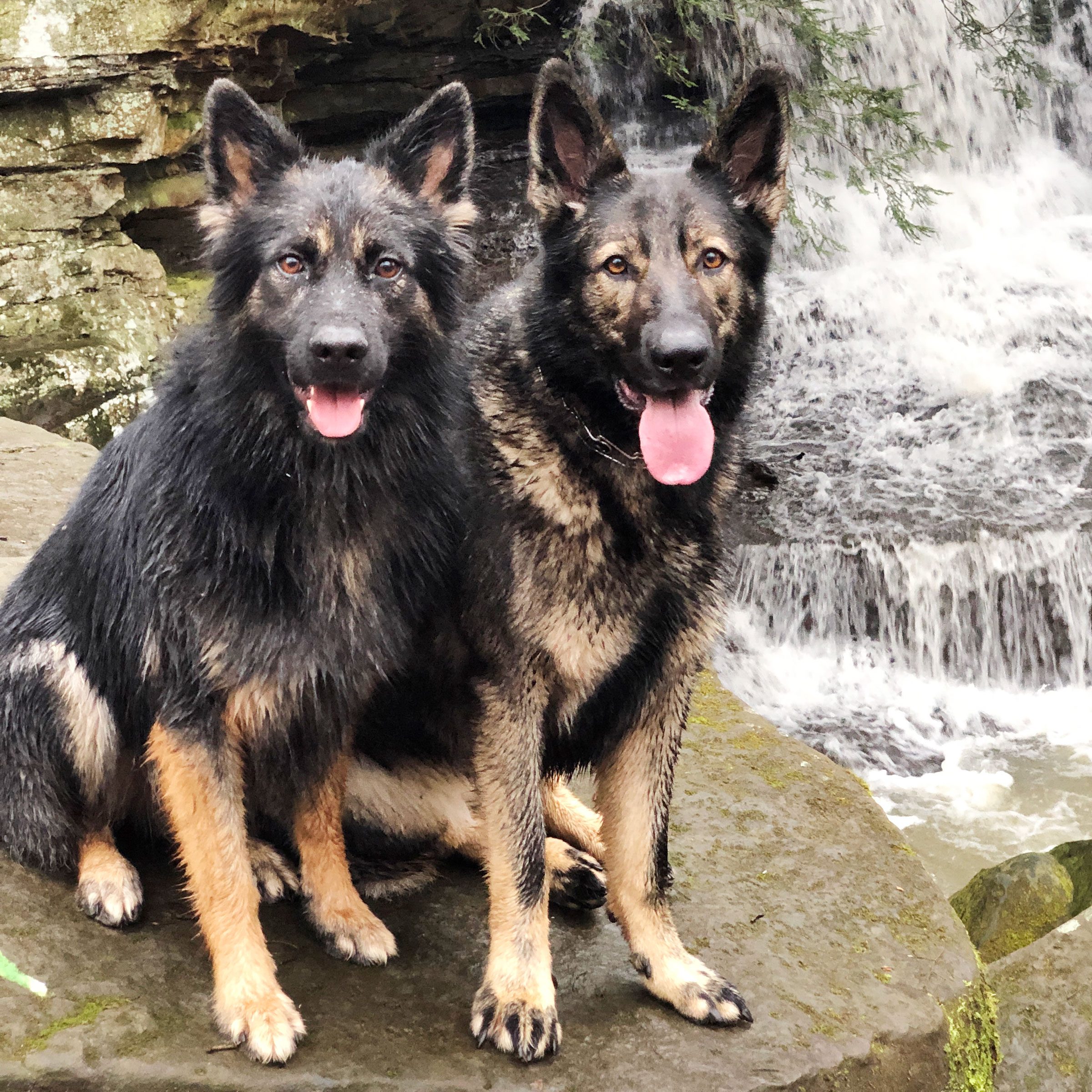 When a Cryptic Stranger Lurked Toward Their Owner, These Mild-Mannered Dogs Sprang Into Guard Mode