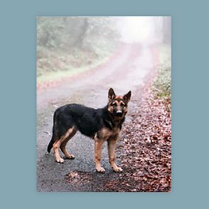 dog standing on the edge of a foggy road in autumn
