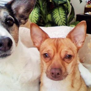 two dogs sitting on the couch together; one dog has his arm around the other