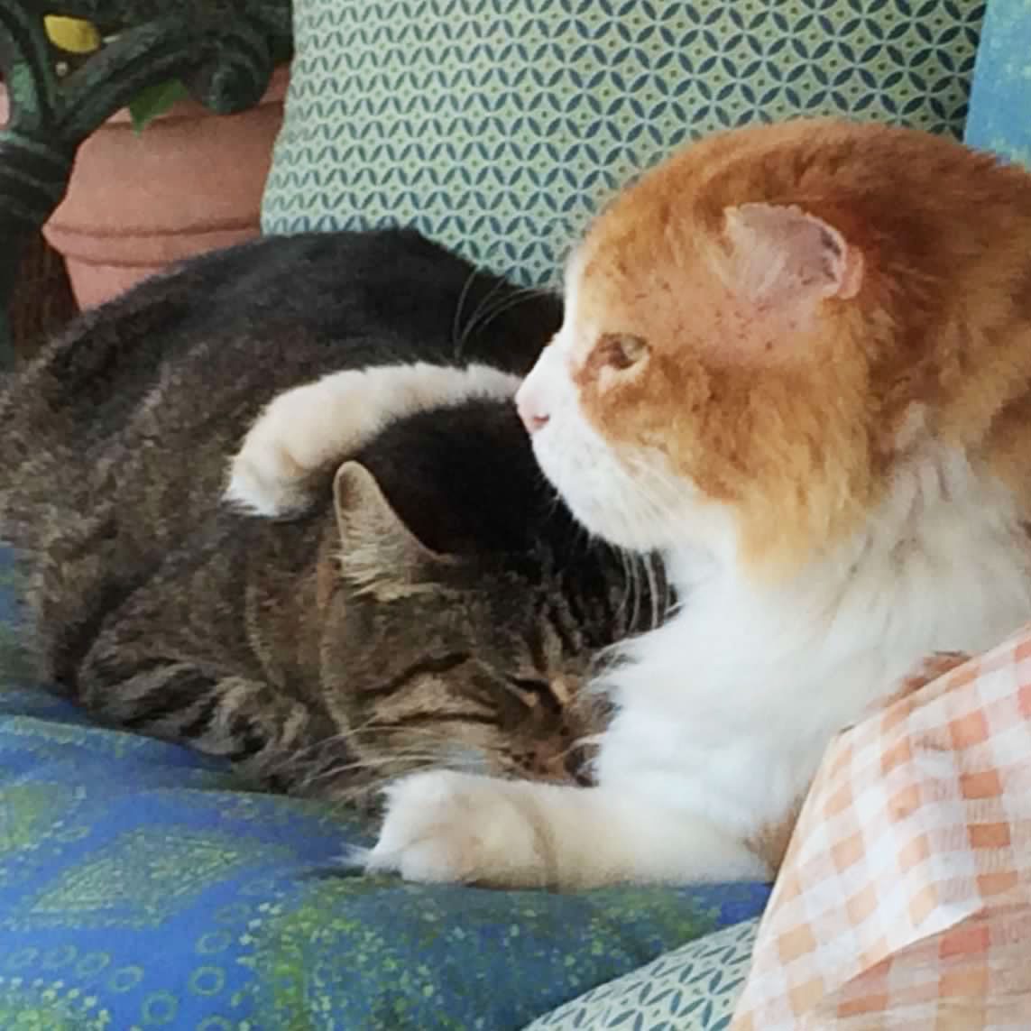 two cats cuddling together