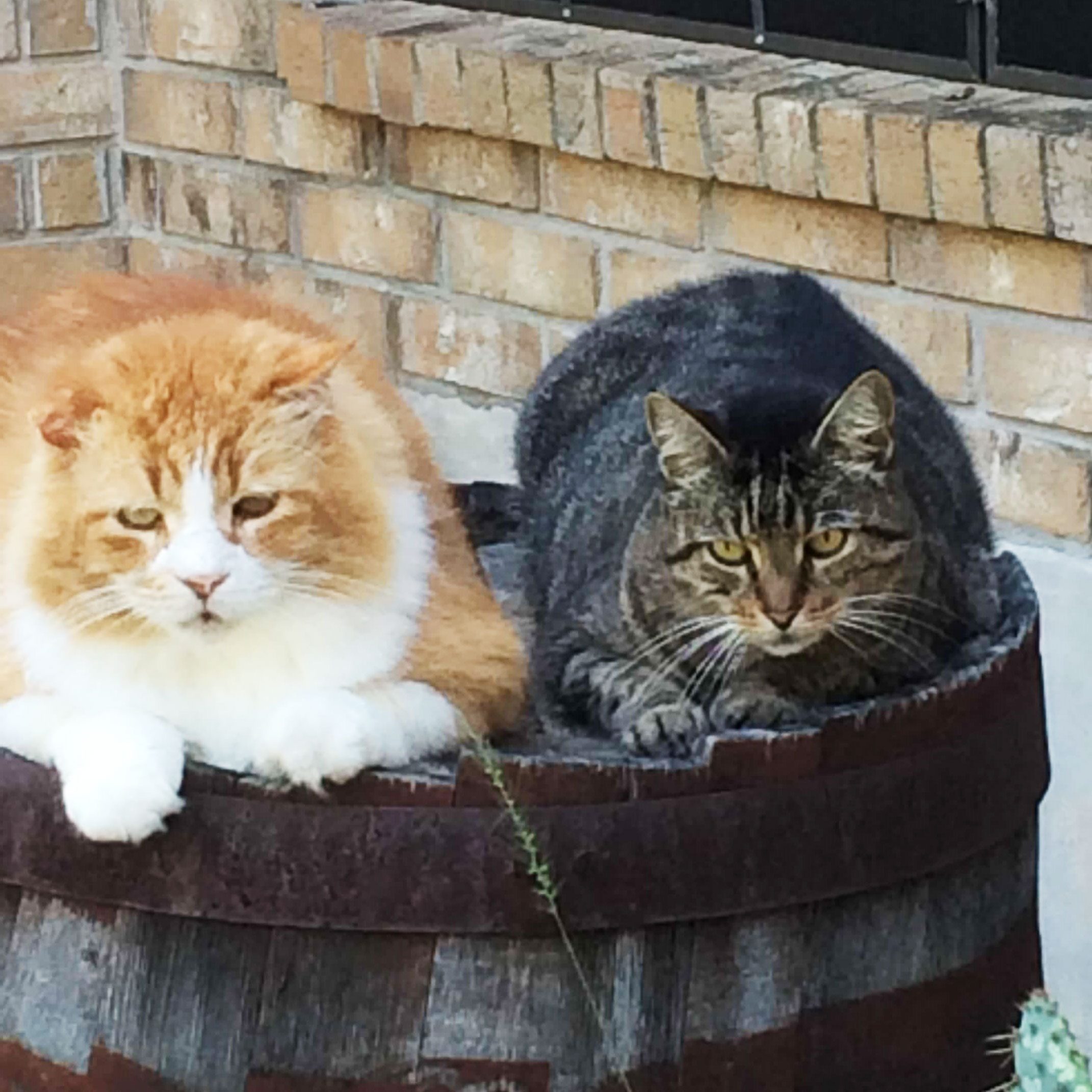 two cats sitting together