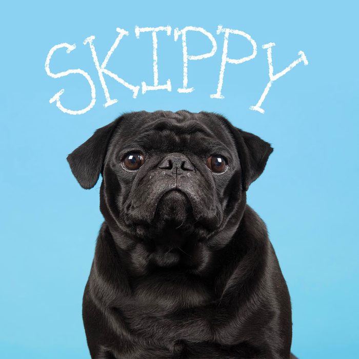 Boy dog name handwritten over a photo of a dog