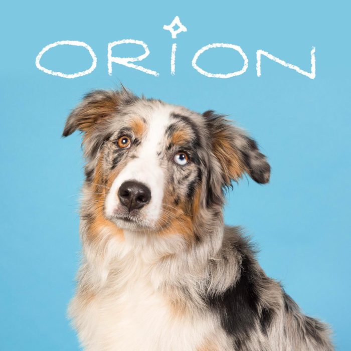 Boy dog name handwritten over a photo of a dog