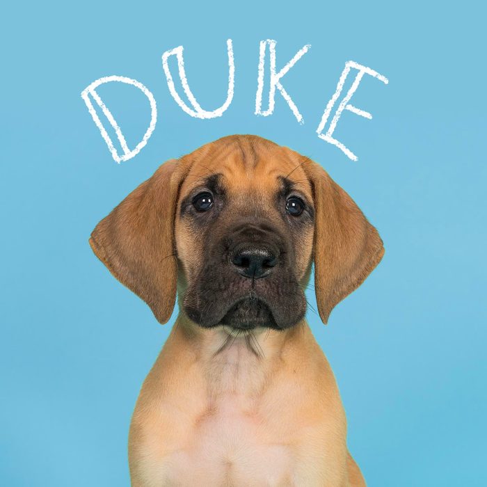 Boy dog name handwritten over a photo of a dog