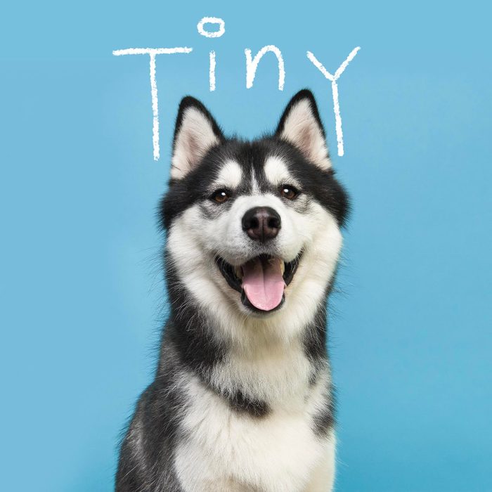 Boy dog name handwritten over a photo of a dog