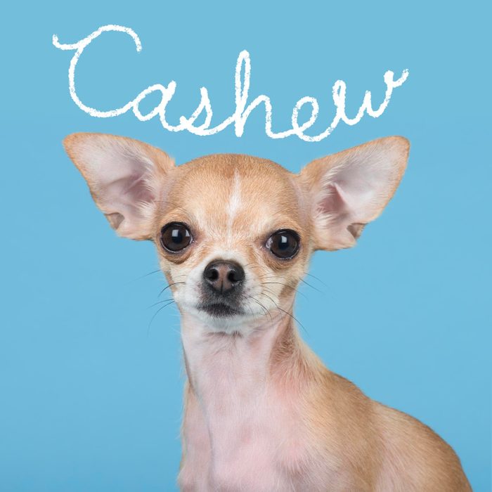 Boy dog name handwritten over a photo of a dog