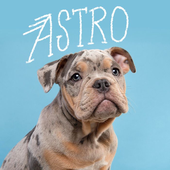 Boy dog name handwritten over a photo of a dog