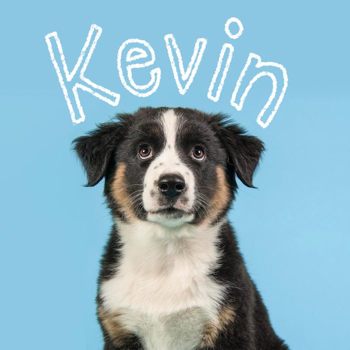 Boy dog name handwritten over a photo of a dog