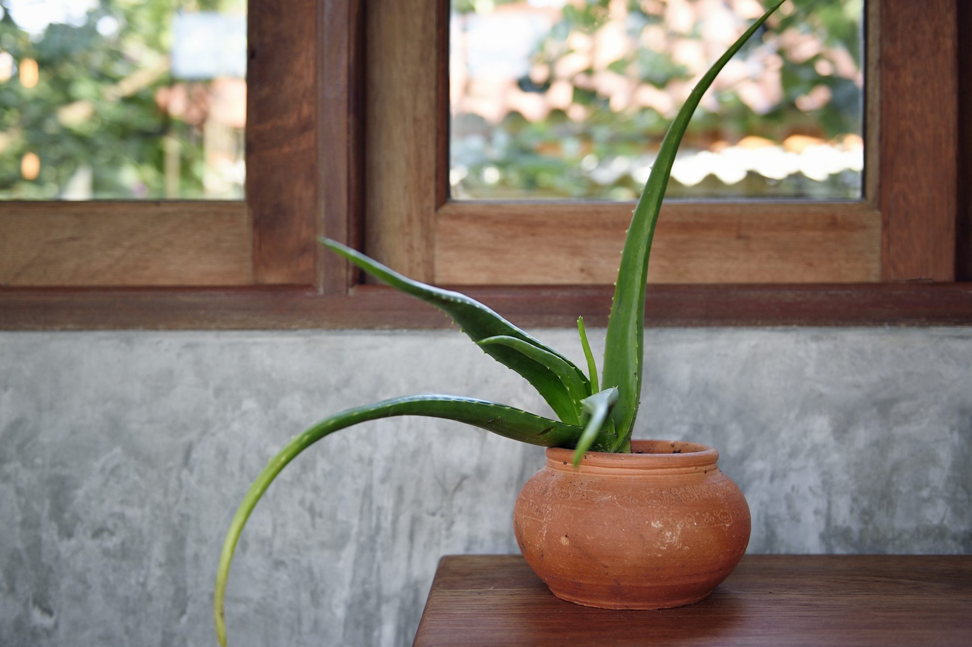 Aloe vera on a wooden table