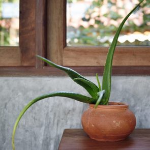 Aloe vera on a wooden table