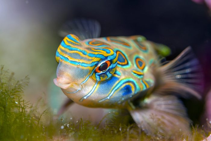 Mandarin dragonet (Synchiropus Picturatos)