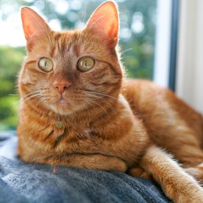 Orange Cat Lying On A Grey Plaid