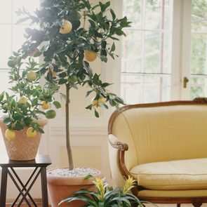 fruit trees you can grow inside