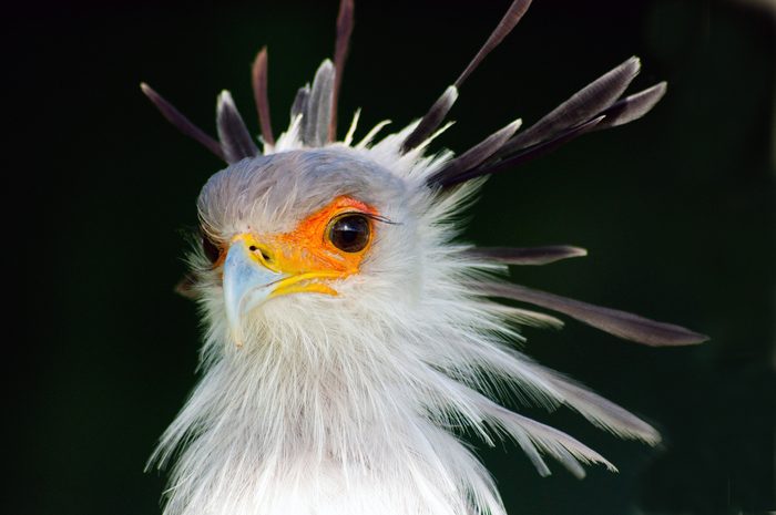 Secretary Bird, Western Cape, South Africa