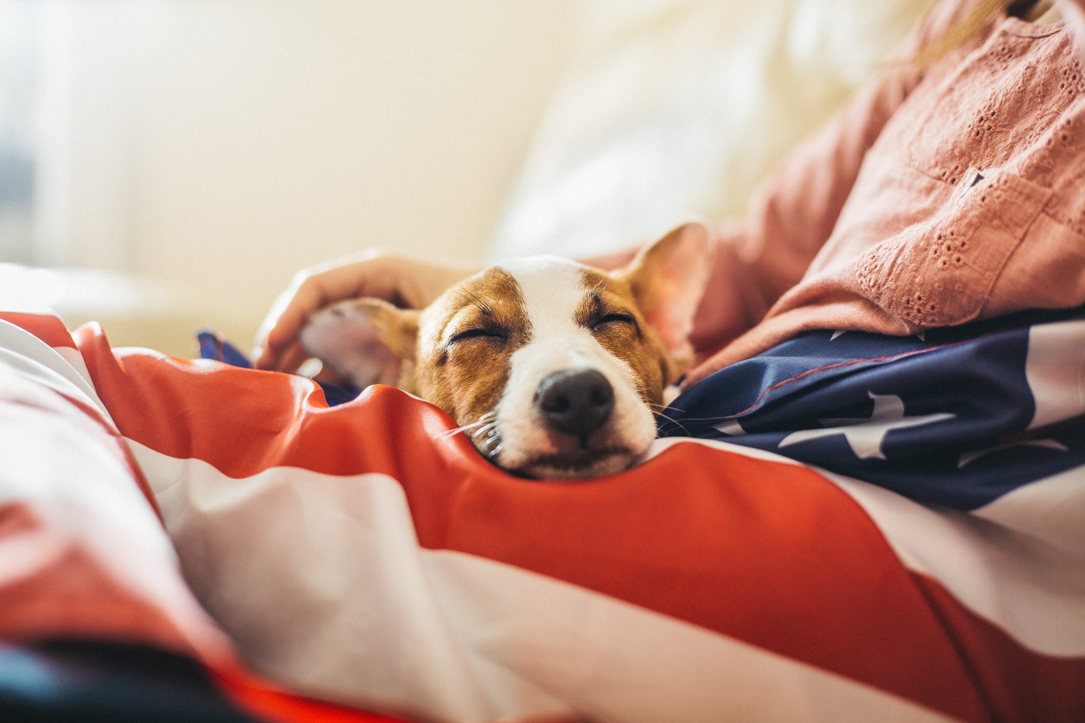 Jack russel puppy sleeping on American flag