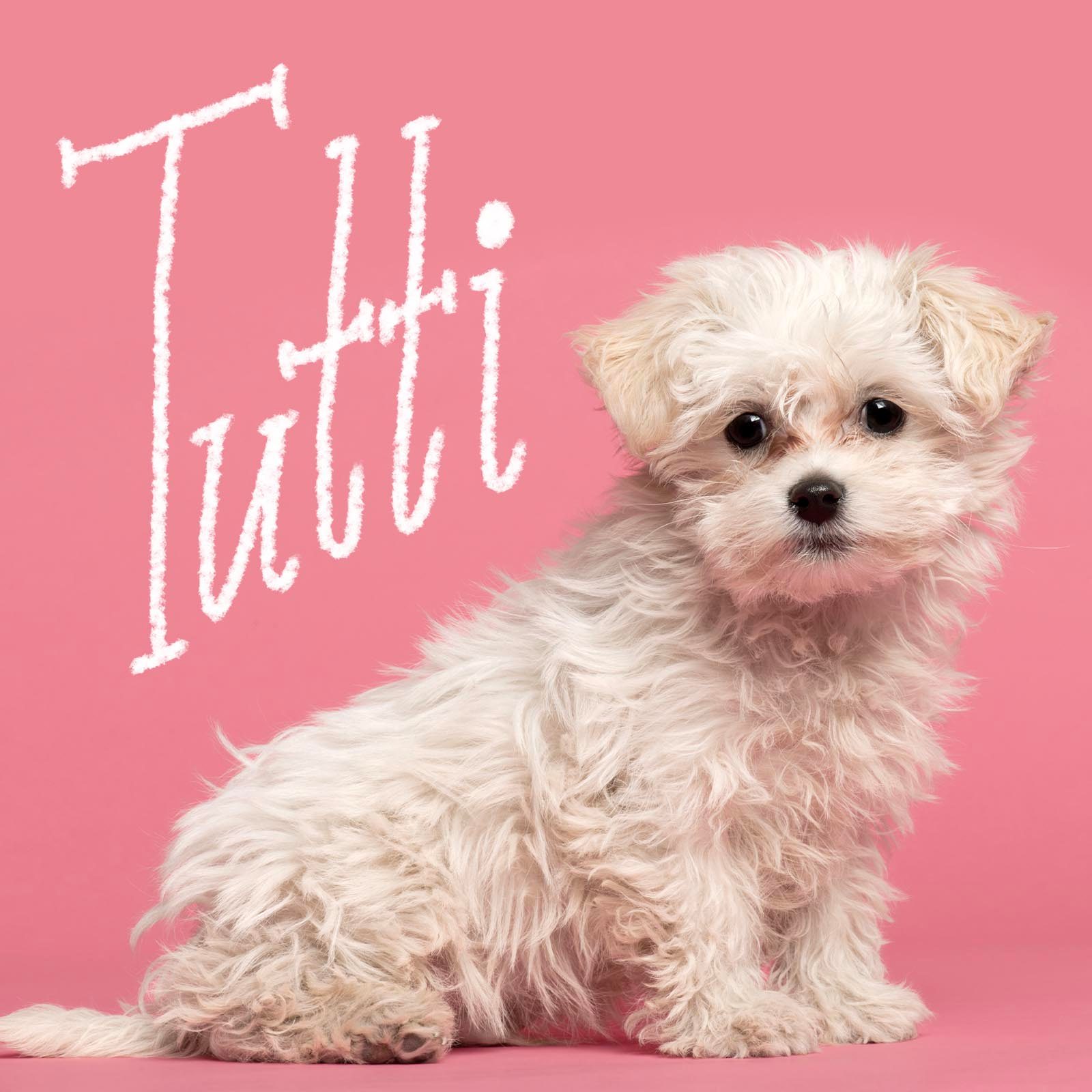 Unique girl dog name hand-lettered over a photo of a dog on a pink background