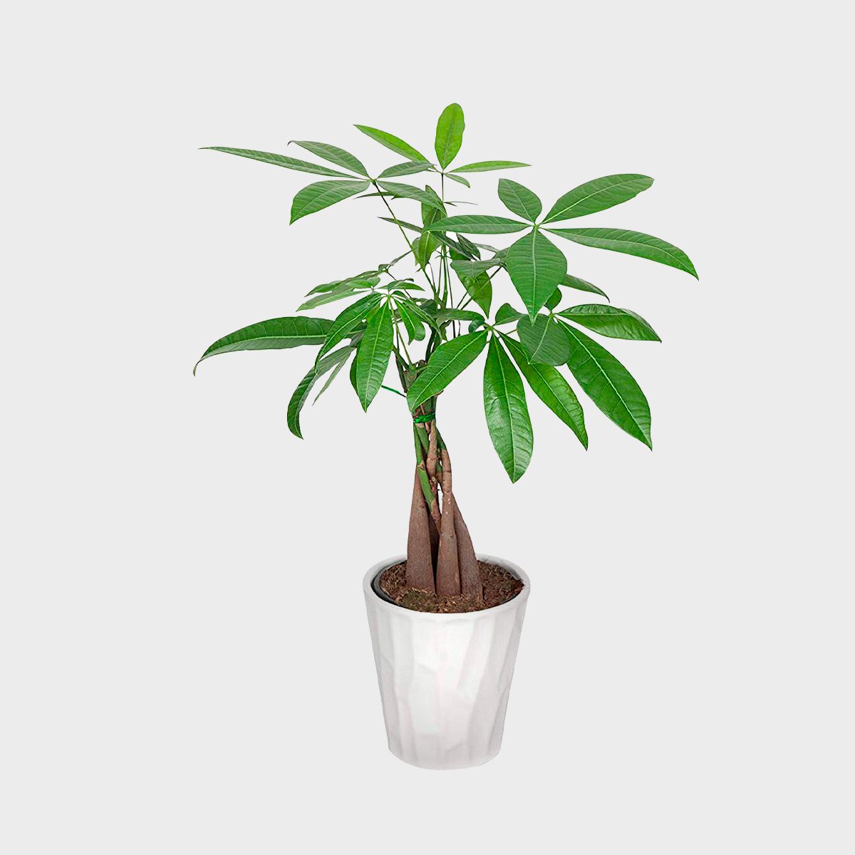 Just Add Ice Money Tree