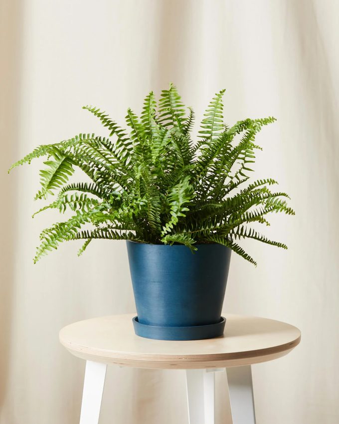 air purifying Kimberly queen fern