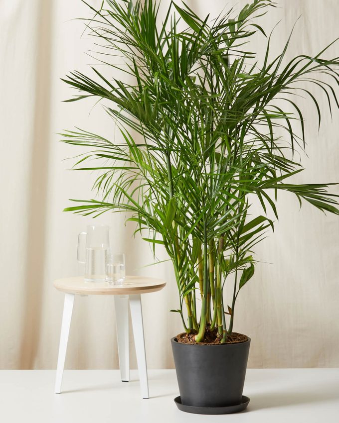 Air purifying Bamboo palm