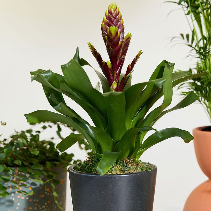 Bromeliad Vriesea Vogue Ecomm Via Thesill.com