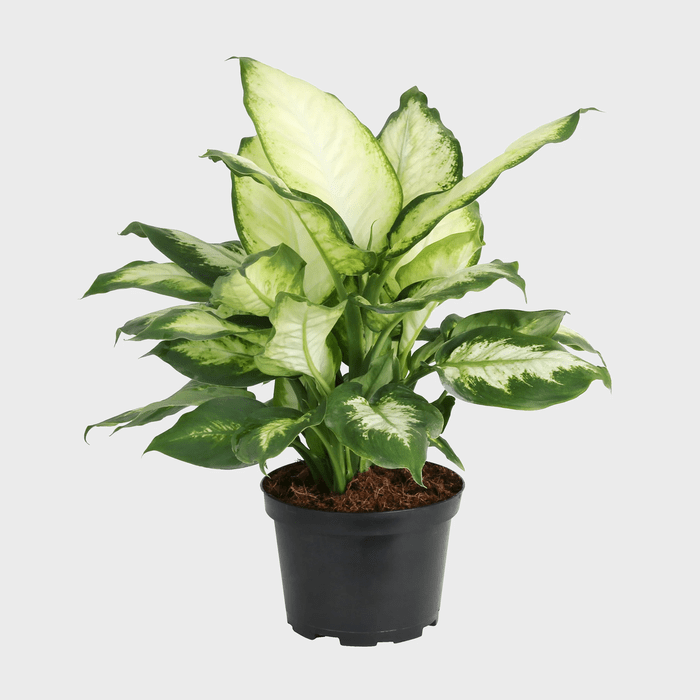 Costa Farms Live Indoor Dieffenbachia Plant Ecomm Via Walmart.com