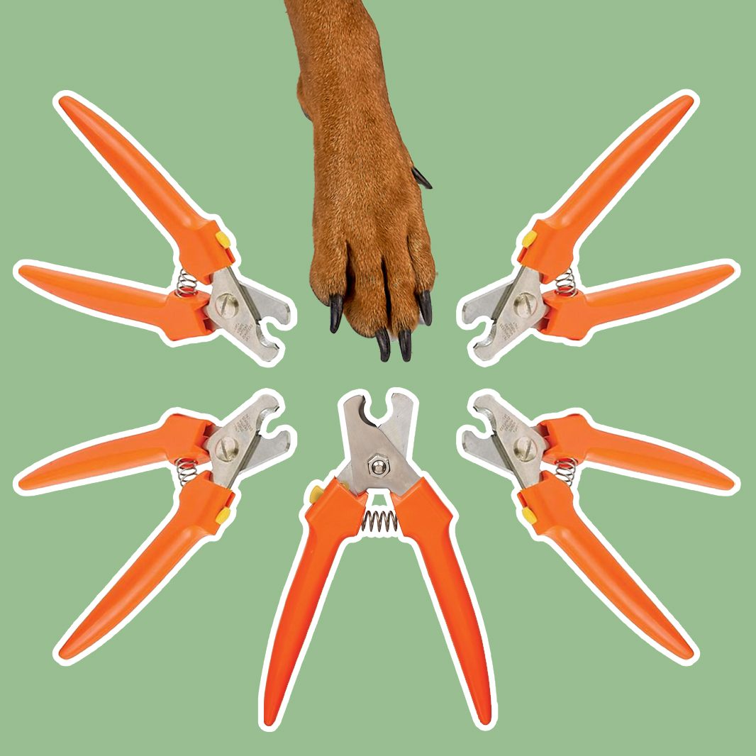 I’m a Vet—and These Are the Only Dog Nail Clippers I Use