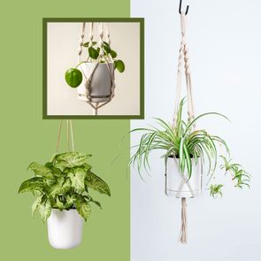 Indoor Hanging Plants