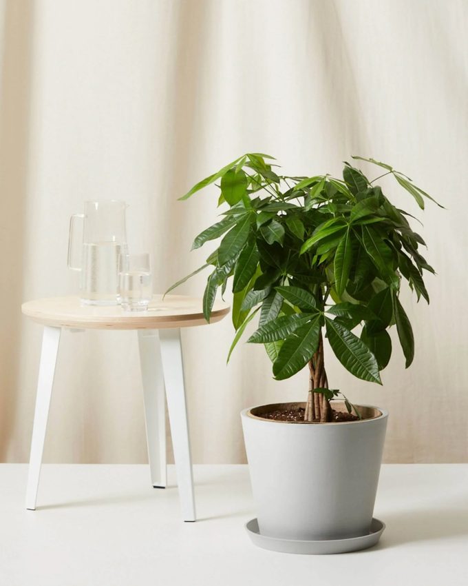 air purifying Money tree