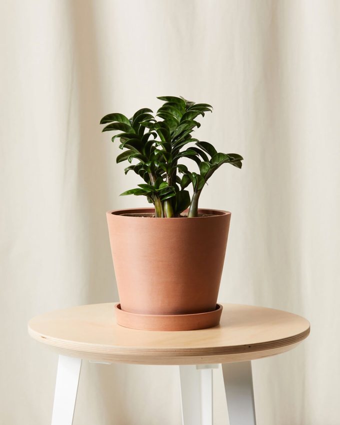 air purifying Zenzi plant