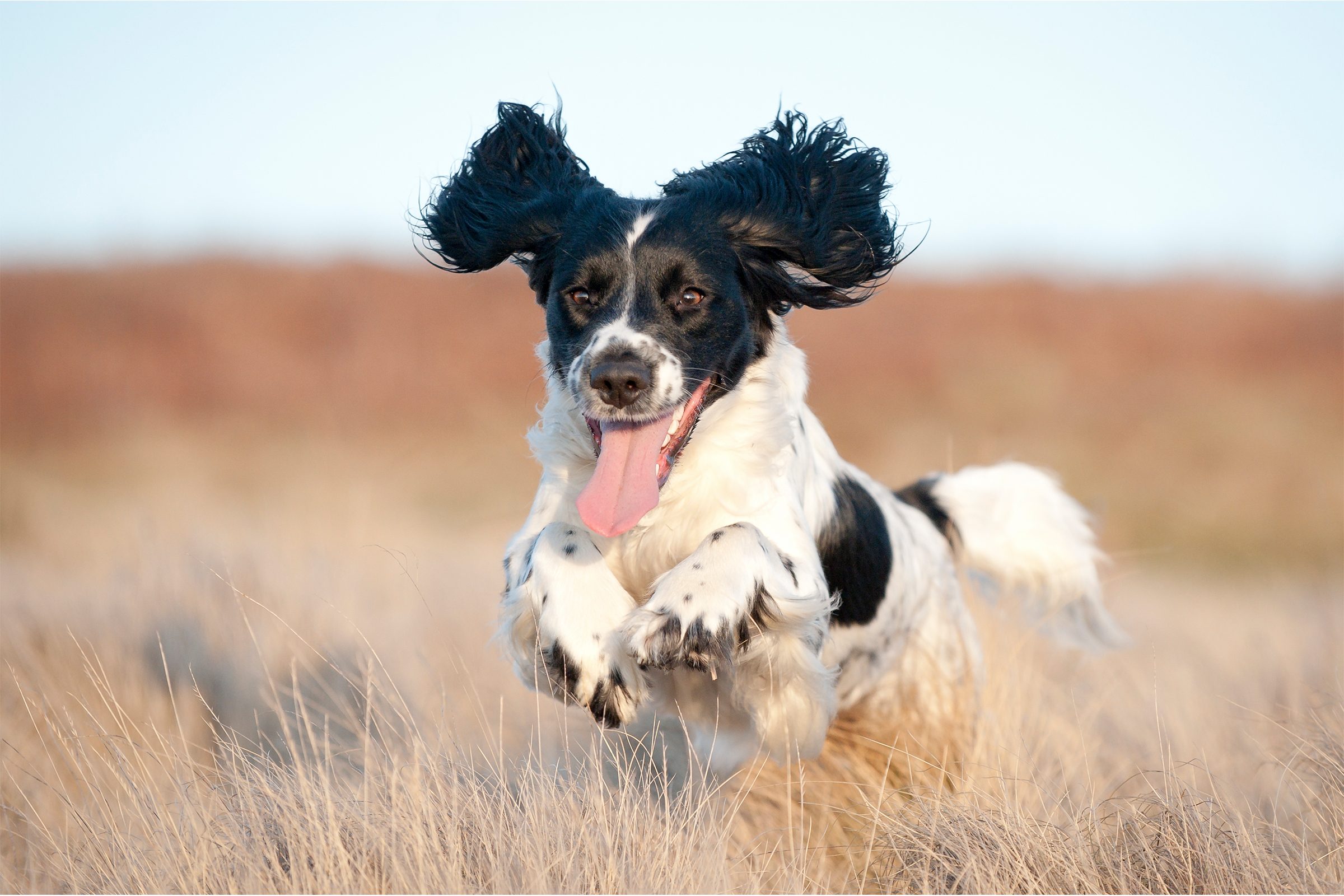 Young cocker spaniel running on field with ears flopping in the wind and tongue out