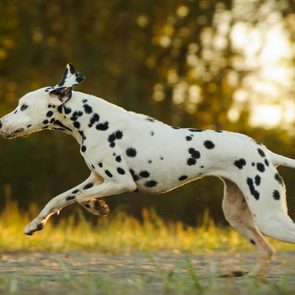 Dalmatian running outdoors