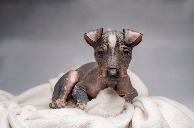 Hairless Khala puppy sitting on a white blanket