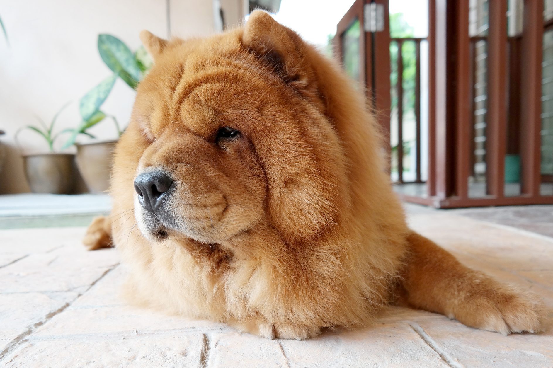 Close-Up Portrait Of Chow Chow Dog Relaxing on the Floor