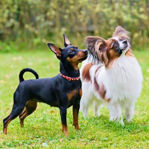 Miniature Pinscher And Papillon Dogs On The Grass