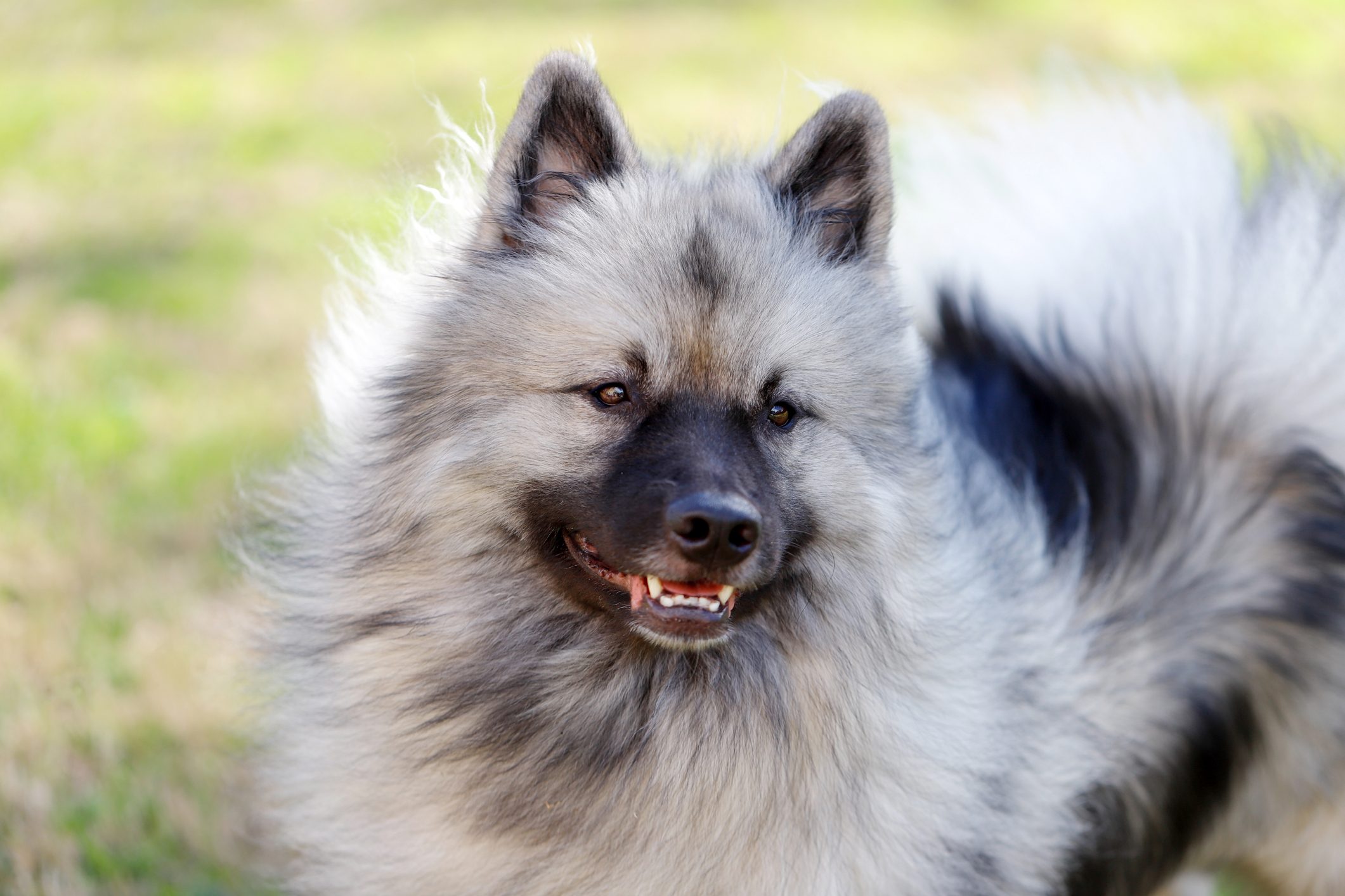 A fluffy Keeshond, enjoying a breezy day outside.