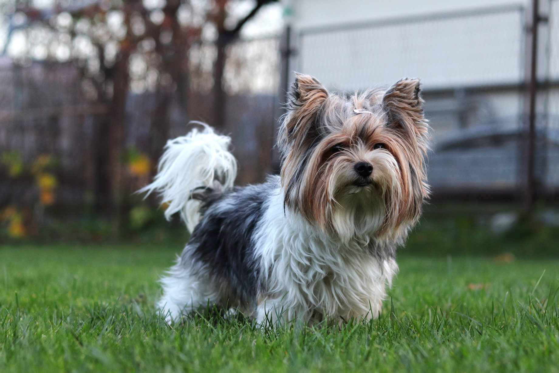 Biewer Yorkshire Terrier standing in a grass yard