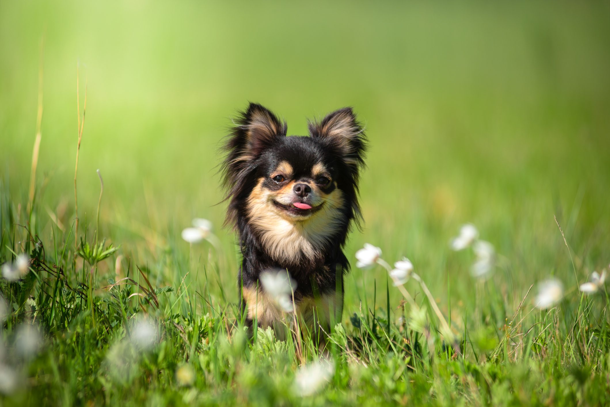 A teacup Chihuahua dog in a Sunny clearing