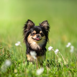 A teacup Chihuahua dog in a Sunny clearing