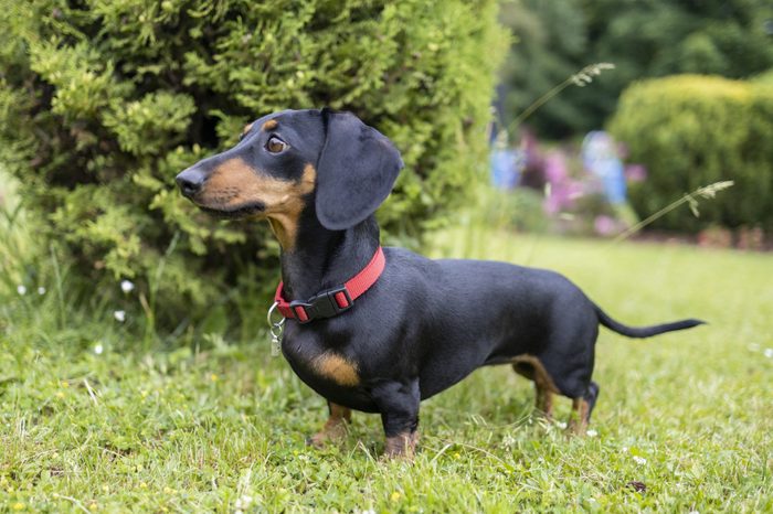 Dachshund in the garden