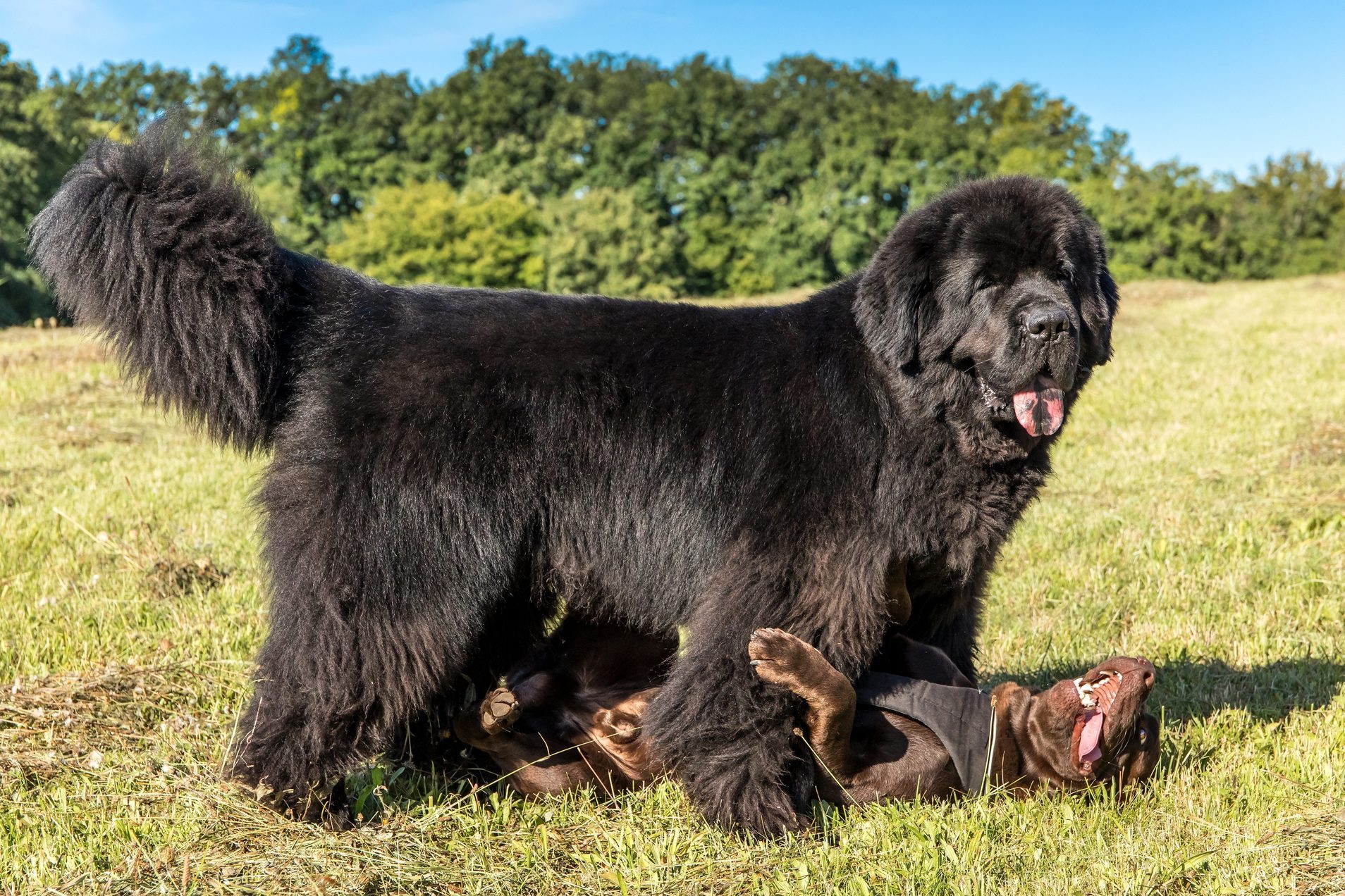 large black Newfoundland dog playing with another smaller dog in a field