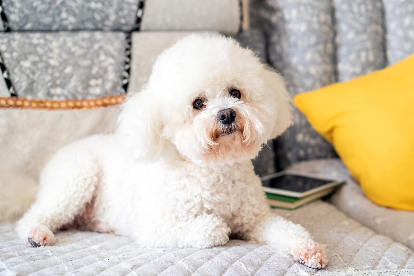 fluffy white bichon frise sitting on the couch