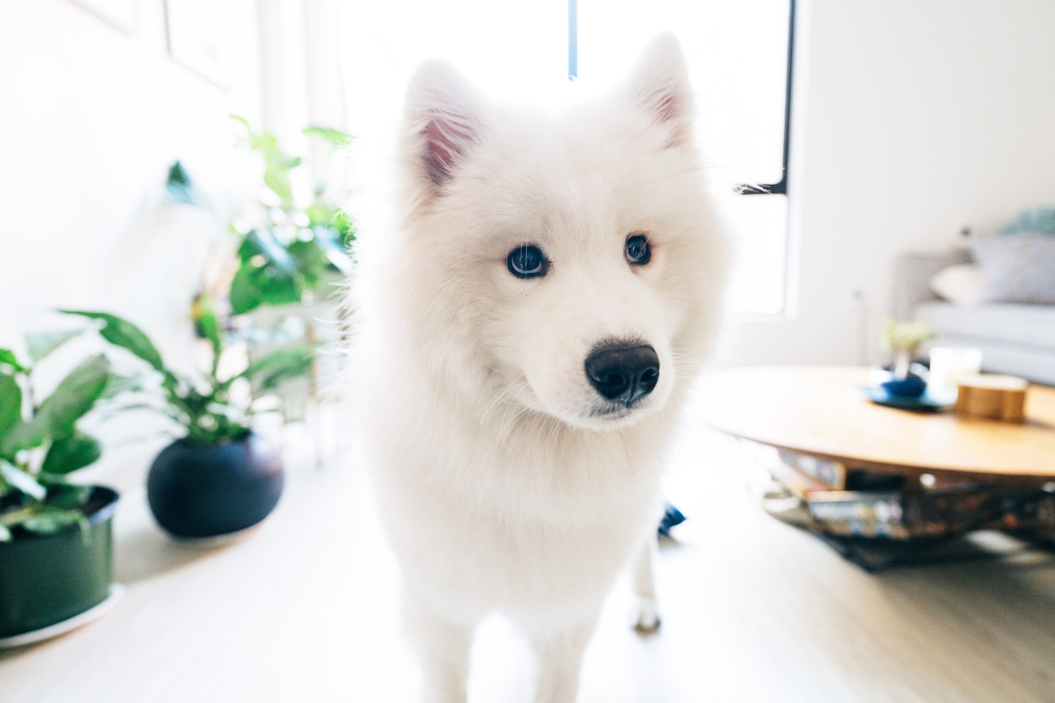 White Samoyed Dog At Home Looking at Camera