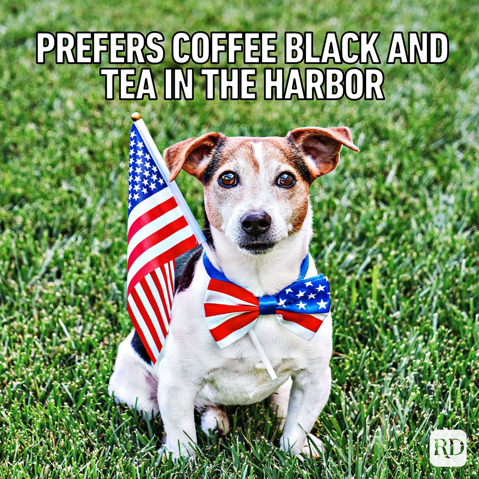 dog dressed for 4th of july with american flag