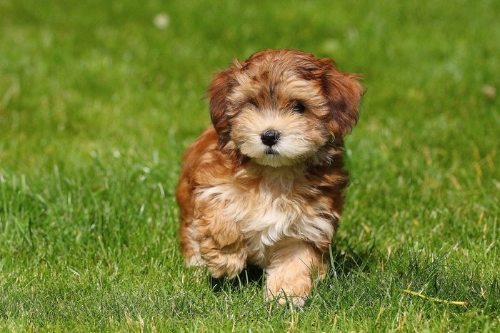 Red Havanese puppy walking in the grass