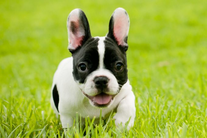 French bulldog in the grass