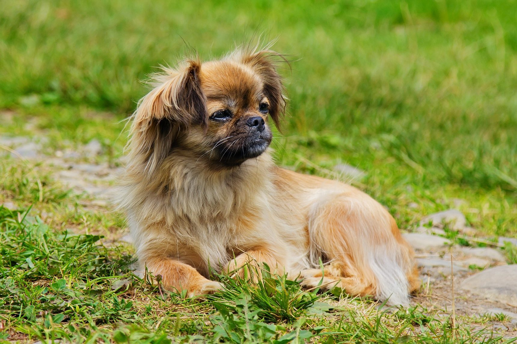 Portrait of Pekingese dog on a grass